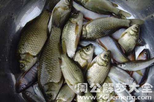 梦见买鱼买肉 梦见买鱼买肉