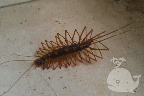 梦见蚰蜒 梦见蚰蜒