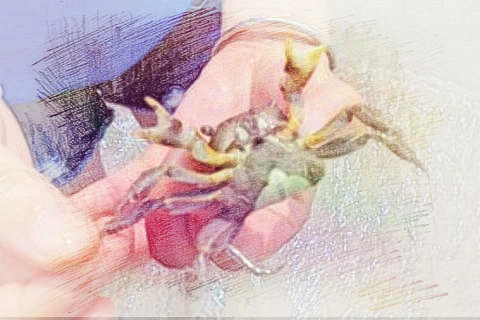抓螃蟹