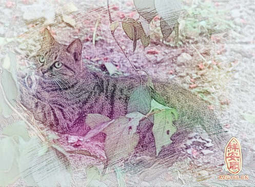 梦见大花猫