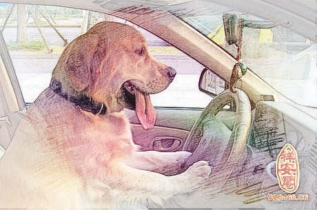梦见开车压狗