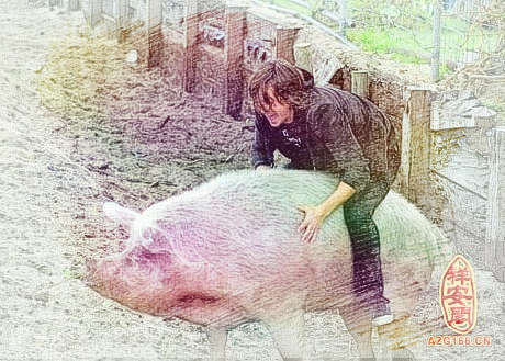 梦见骑猪跑