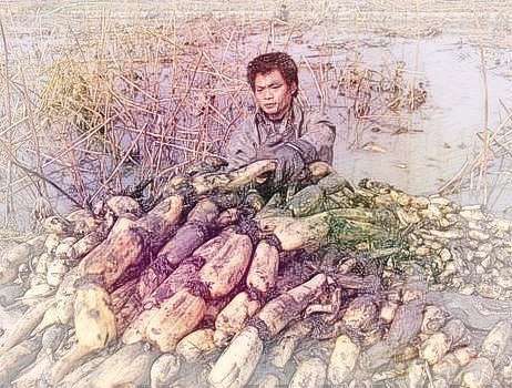 梦见挖莲藕