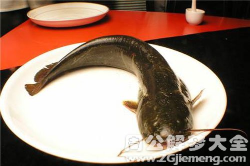 梦见吃鲶鱼 梦见吃鲶鱼