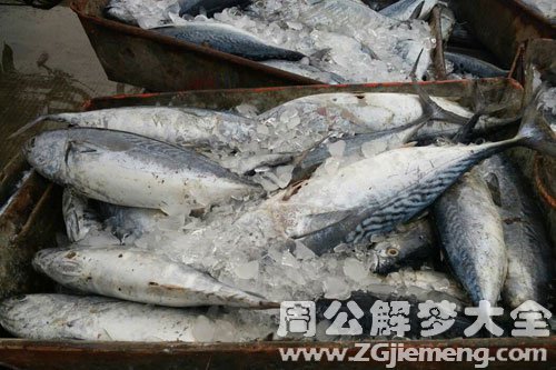 梦见很多死鱼 梦见很多死鱼
