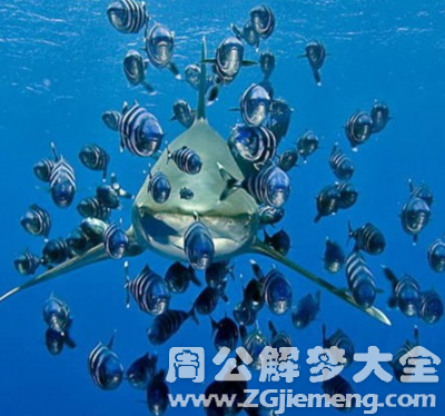 梦见鱼吃鱼.png 梦见鱼吃鱼.png