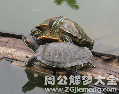 梦见乌龟入井.png 梦见乌龟入井.png