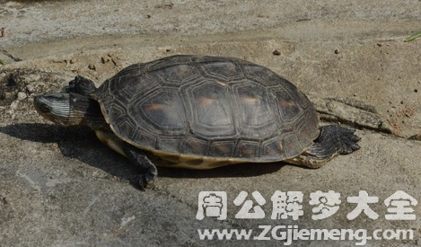 梦见乌龟追我.png 梦见乌龟追我.png