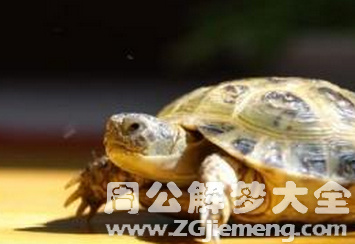 梦见乌龟死亡.png