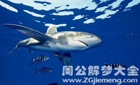 梦见鱼肚子里有小鱼.png 梦见鱼肚子里有小鱼.png