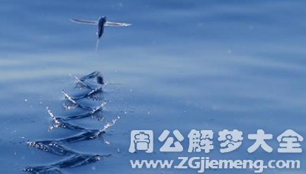 梦见鱼从天上掉落.png