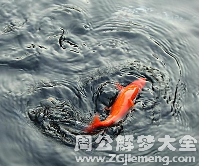 梦见抓到鲤鱼.png 梦见抓到鲤鱼.png