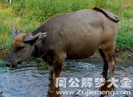 梦见水牛来自己家.png