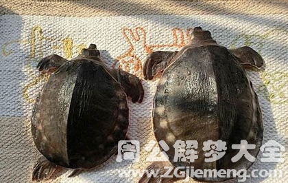 梦见乌龟甲鱼.png 梦见乌龟甲鱼.png