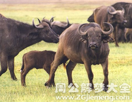 梦见野牛.png 梦见野牛.png