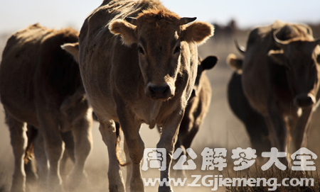 梦见牛跑回家.png 梦见牛跑回家.png