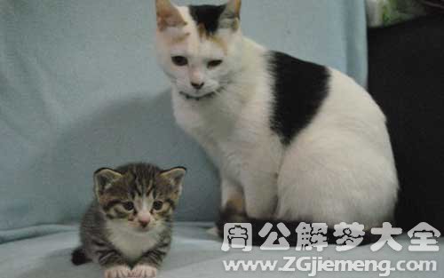 梦见猫下小猫.jpg