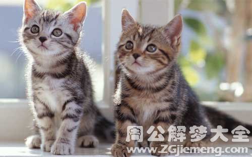 梦见猫和小猫.jpg 梦见猫和小猫.jpg