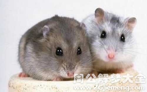 梦见老鼠是什么意思.jpg 梦见老鼠是什么意思.jpg