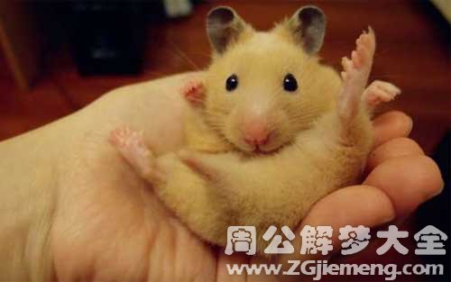 梦见老鼠上身.jpg 梦见老鼠上身.jpg